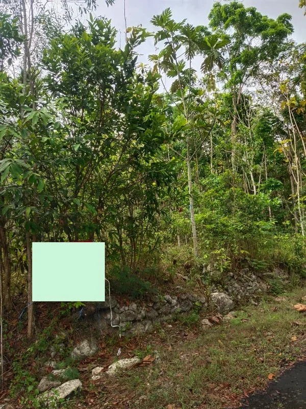 Dijual Tanah Investasi Nglipar Gunungkidul Harga 250 Juta