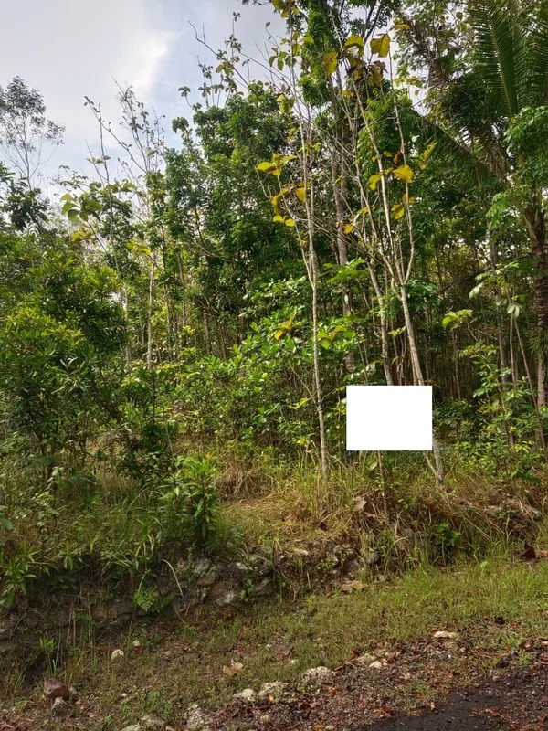Dijual Tanah Investasi Nglipar Gunungkidul Harga 250 Juta foto 3