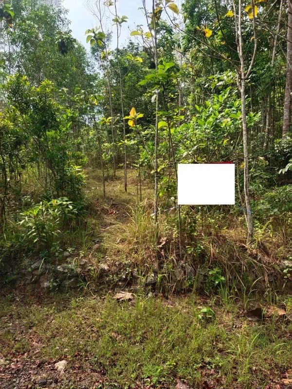 Dijual Tanah Investasi Nglipar Gunungkidul Harga 250 Juta foto 2