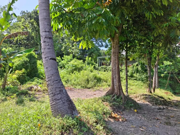 Dijual Tanah Pekarangan Surobayan Kulon Progo Dekat Jogja Wates