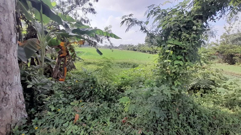 Dijual Tanah Sawah Prospektif Plaosan Tlogoadi Mlati Sleman foto 3