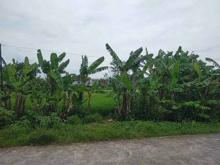 Dijual Tanah Wedomartani Ngemplak Sleman Dekat Kampus