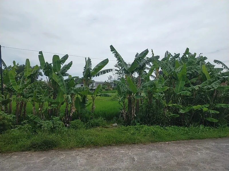 Dijual Tanah Wedomartani Ngemplak Sleman Dekat Kampus