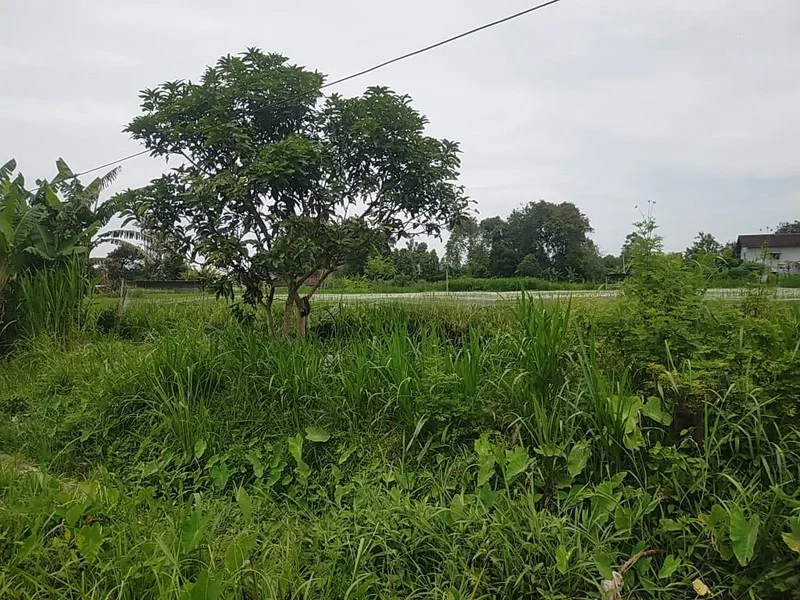 Dijual Tanah Wedomartani Ngemplak Sleman Dekat Kampus foto 3